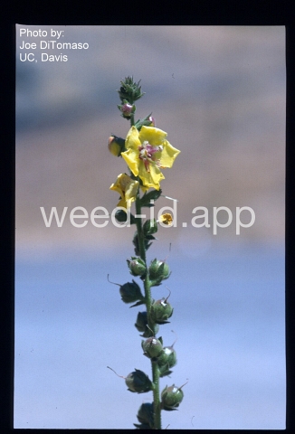 mullein, purplestamen